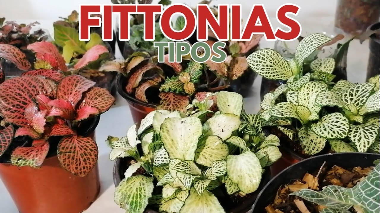 fittonias tipos donplantin