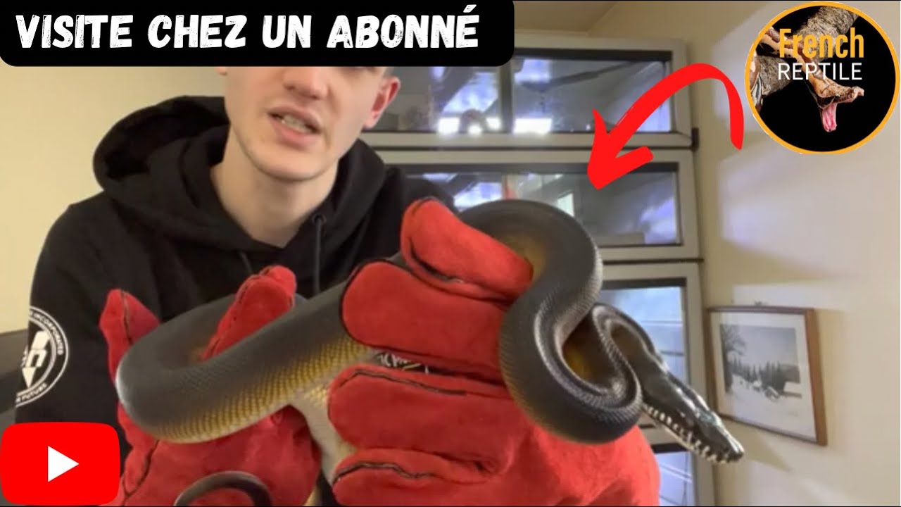 Visite chez un abonn&eacute;,python &agrave; l&egrave;vres blanche/boa imperator manipulation des choses de dingue !!