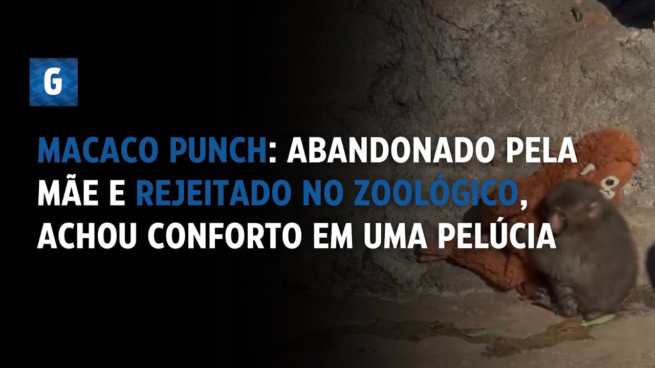 Abandonado pela m&atilde;e, o macaco Punch achou conforto em um orangotango de pel&uacute;cia