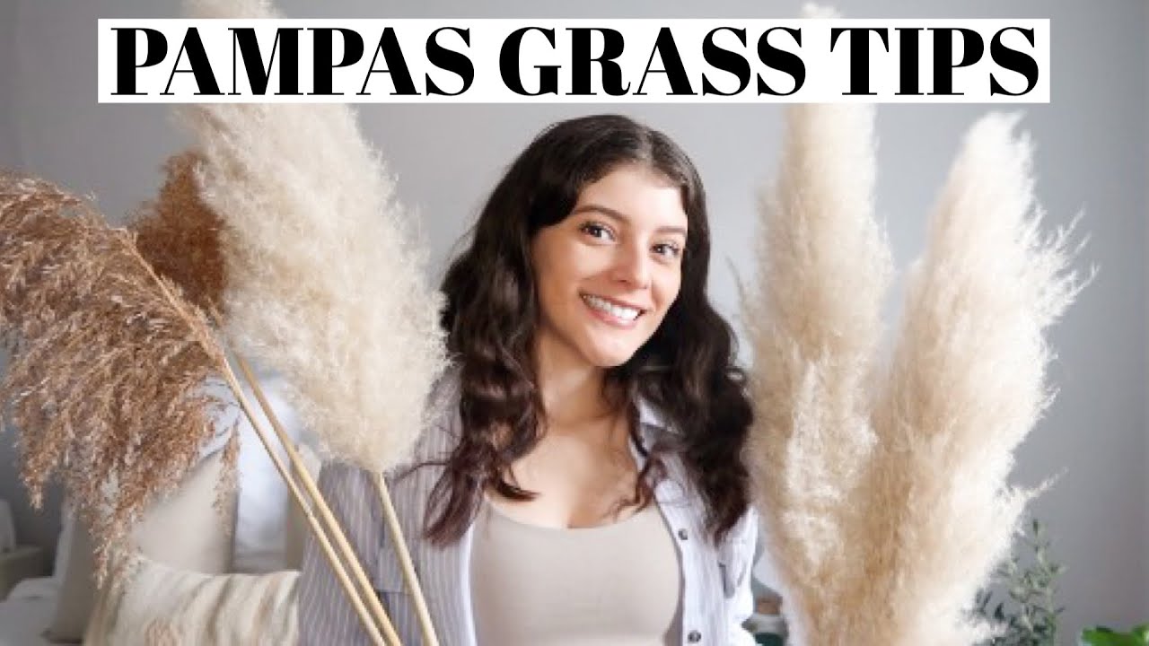 PAMPAS GRASS care + maintenance tips! home decor tips 2021