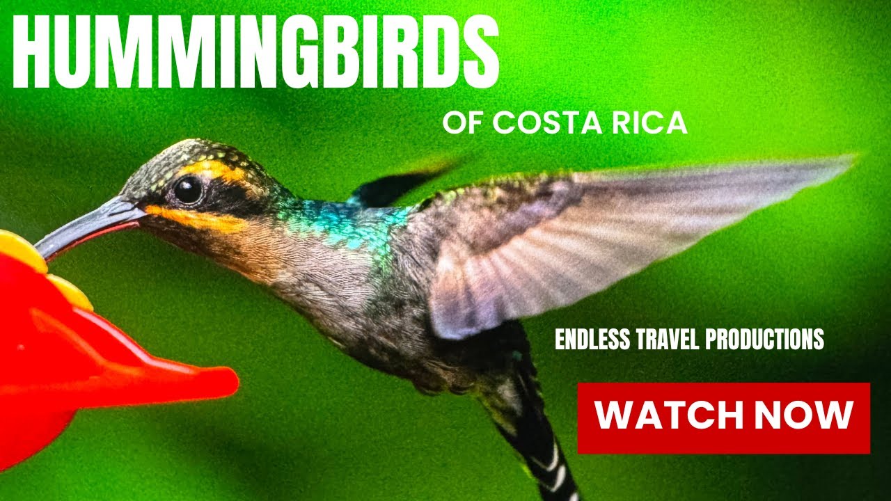 Hummingbirds of Costa Rica #birds #costarica #birding #hummingbird #hummingbirds