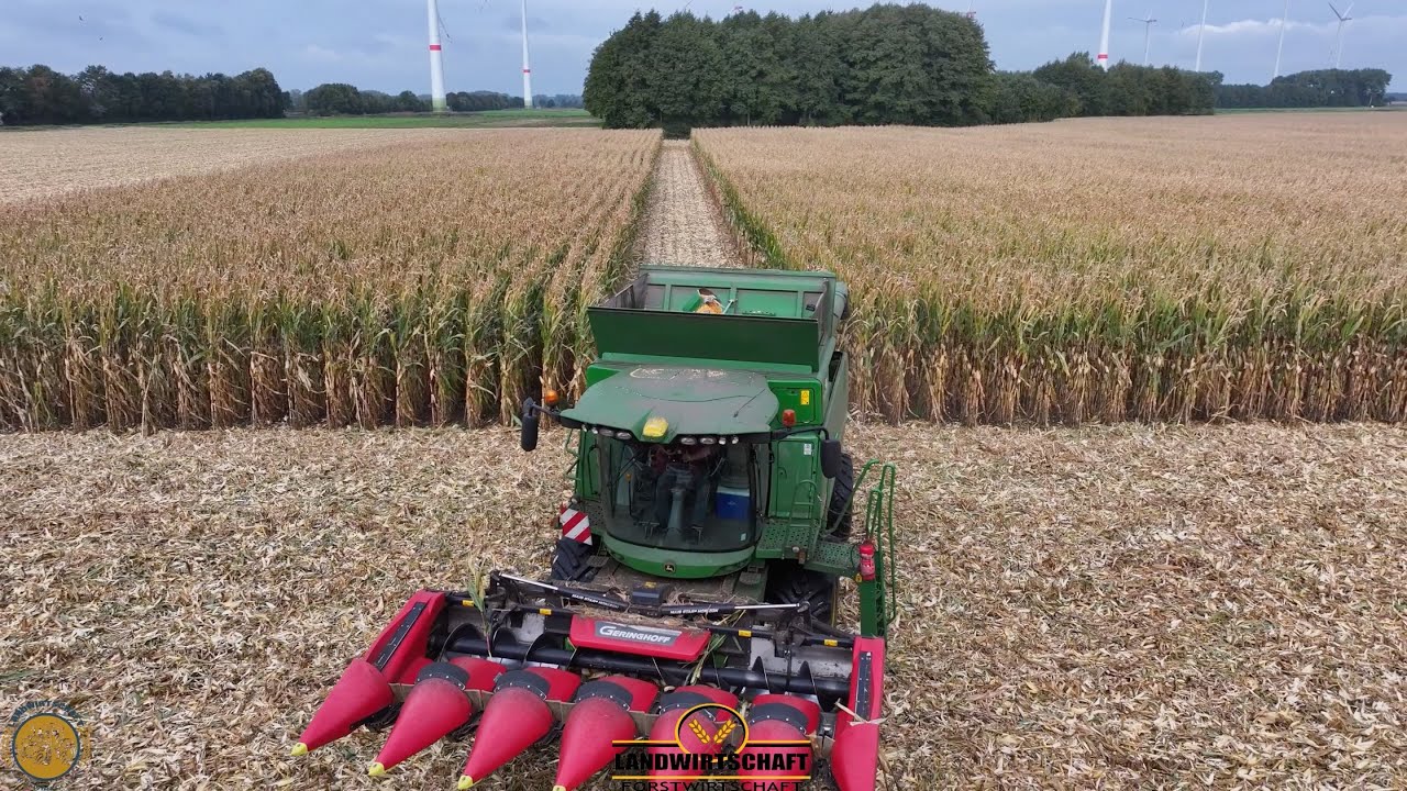 250ha K&ouml;rnermais Dreschen Durchbruch mit 6 Reigen Maispfl&uuml;cker Lebensmittel & Tierfutter Produktion