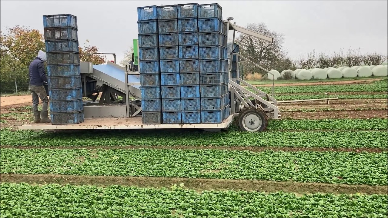 Feldsalatschneider & Feldsalataufnehmer