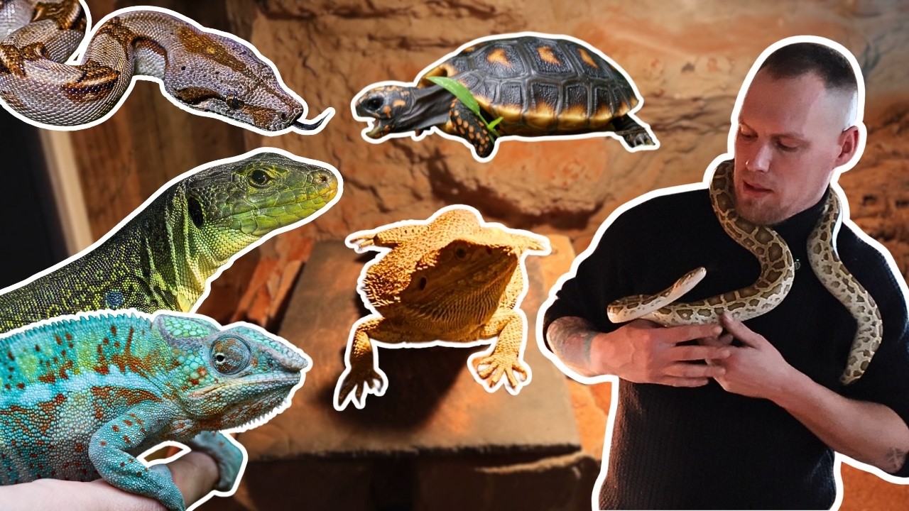 Op Bezoek bij ReptiKuinre! | Huh!?! Een Gratis Boa in een Tweedehands Terrarium!?!