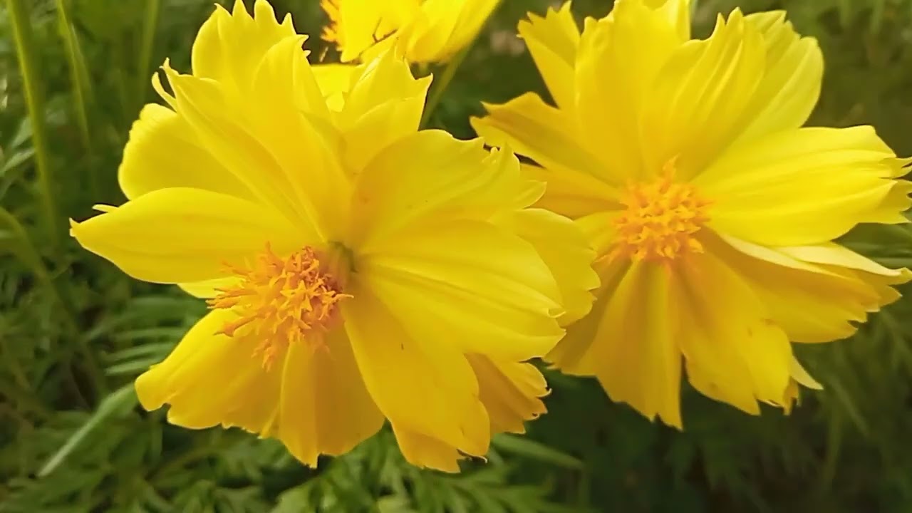 The Beauty Of Yellow Flowers With Relaxing Emotive Piano Music