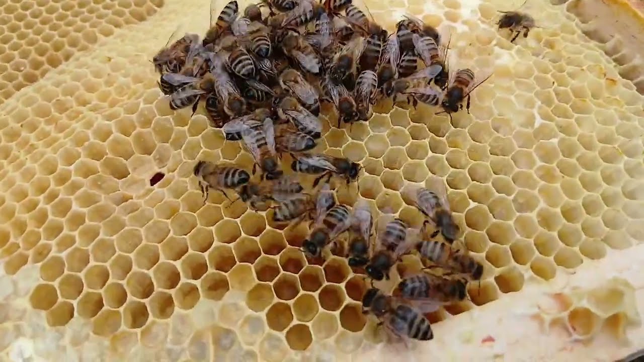 Part 3 of bee hive inspection