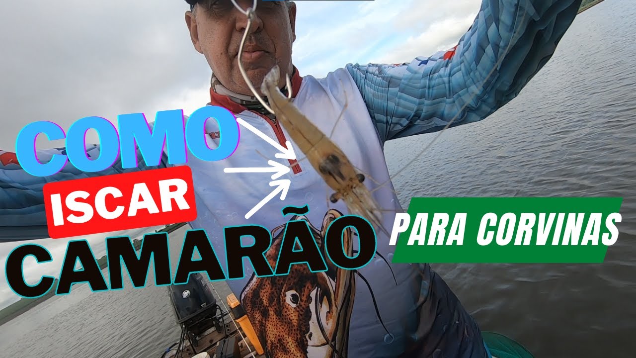 COMO ISCAR CAMARÃO?! PARA CORVINAS!!!