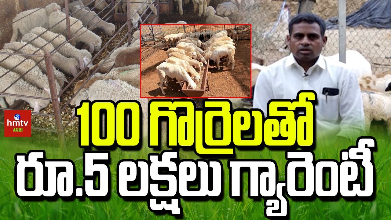 100 గొర్రెలతోరూ.5 లక్షలు గ్యారెంటీ l Nelatalli l Agri hmtv