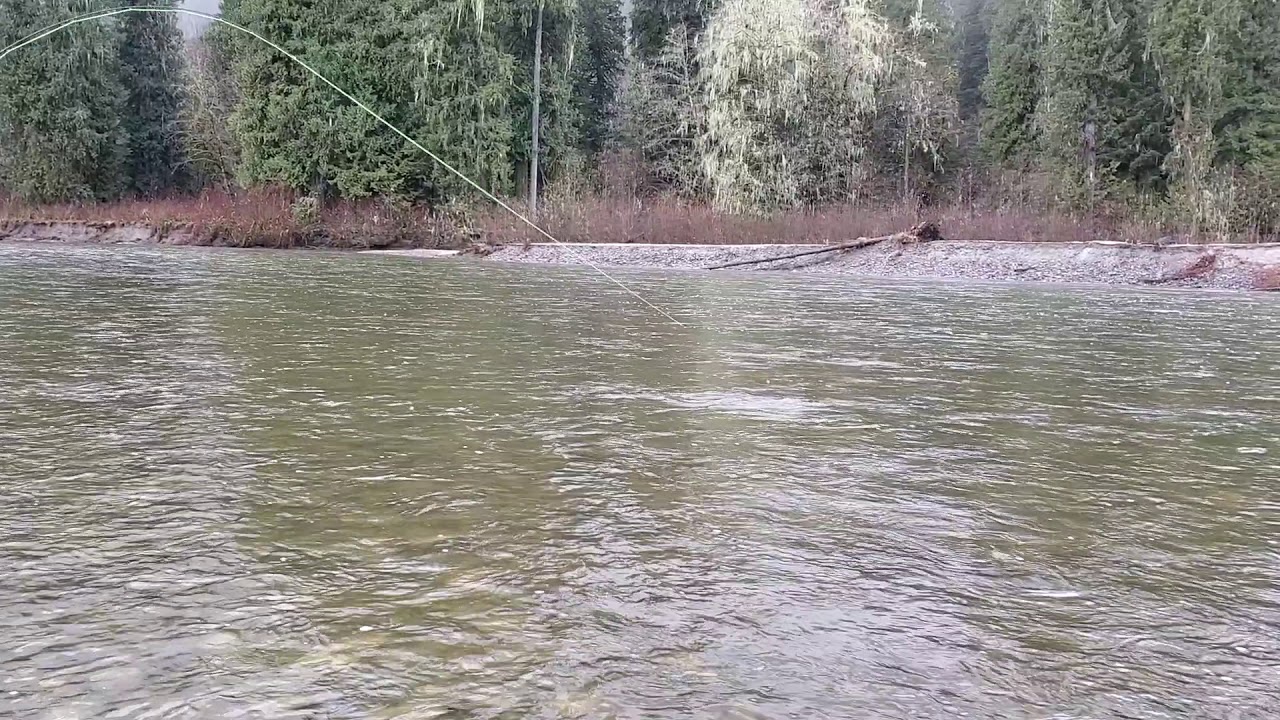 Bull trout fishing on Squamish River