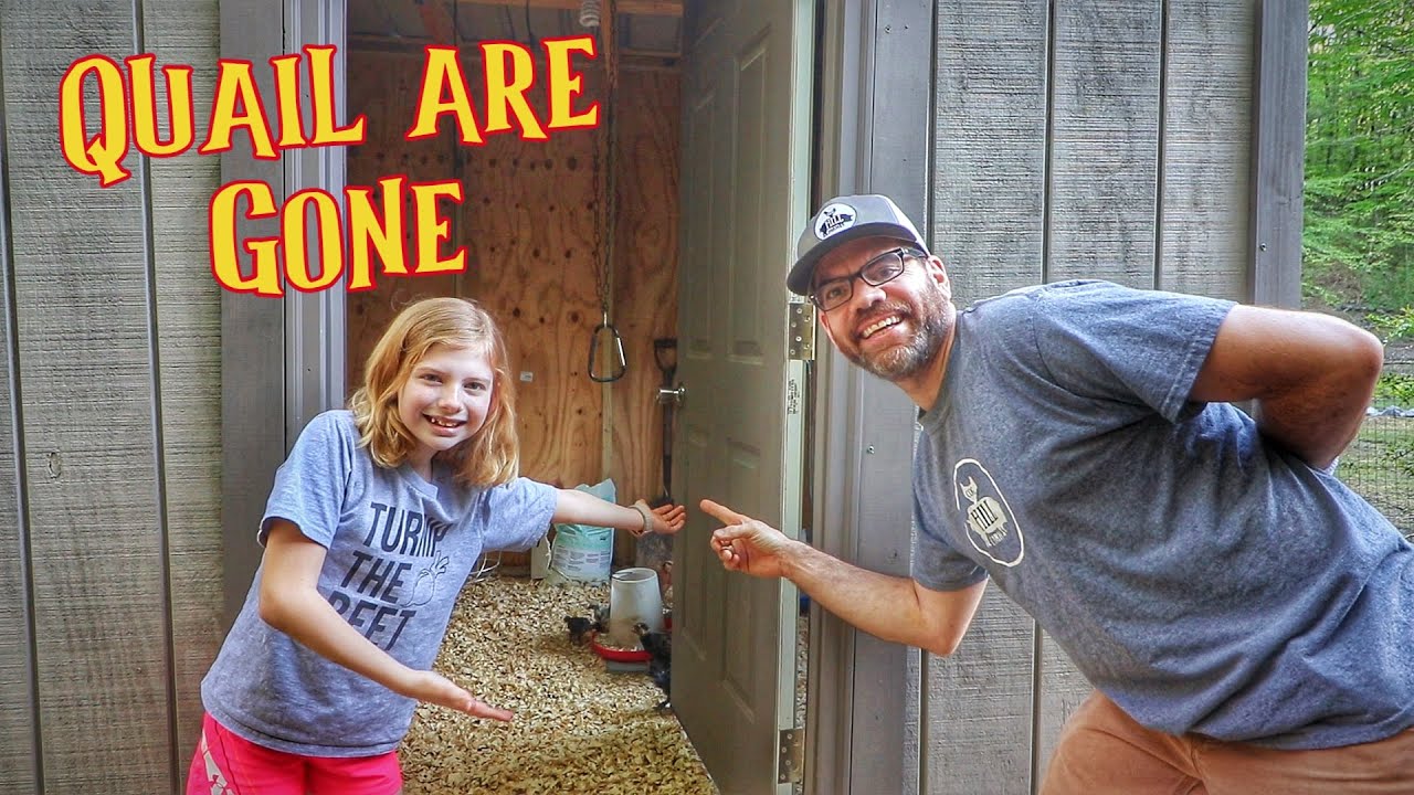 The Quail Are Gone! (This Farm Life)