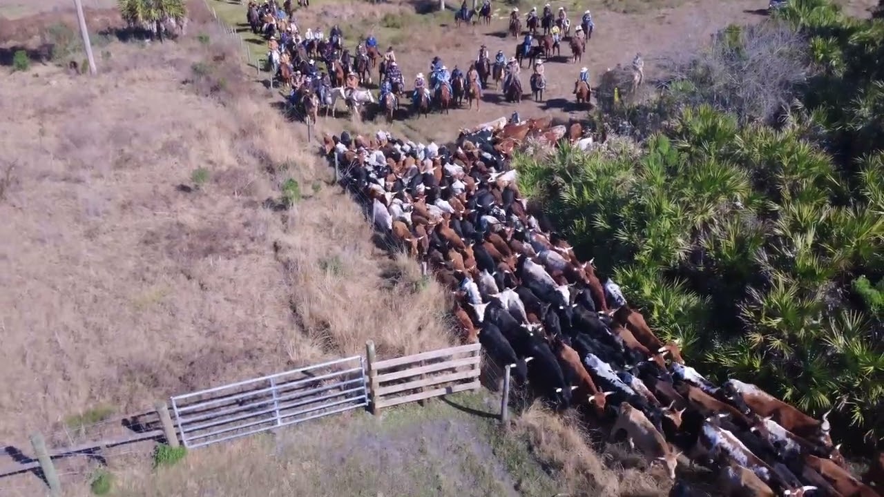 Cattle Drive in Okeechobee last week.