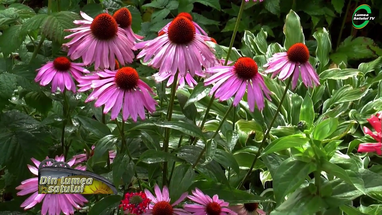 Echinaceea purpurea - tehnologia de cultură
