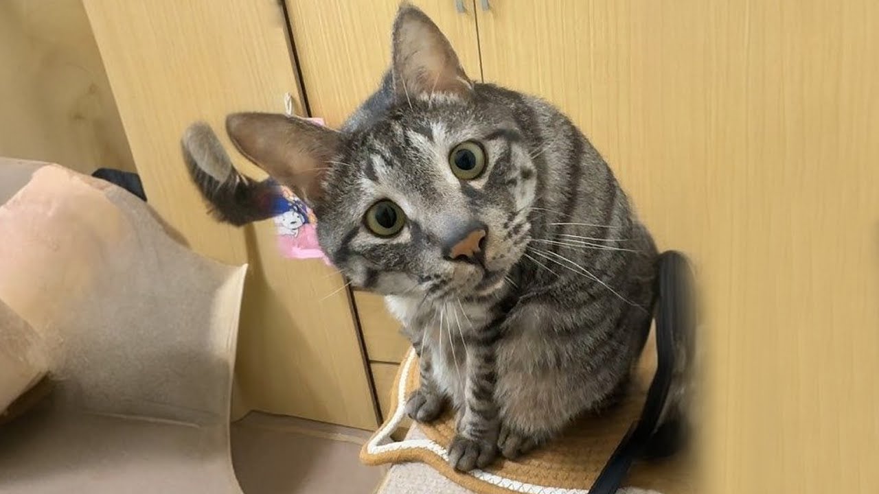 Когда у тебя самый смешной кот на свете 😹🐾