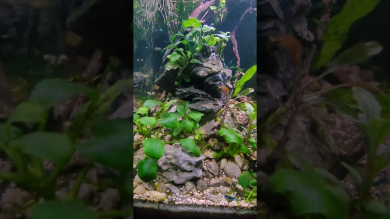  14g cube epiphytes community tank! Bubble Thought 2606. 