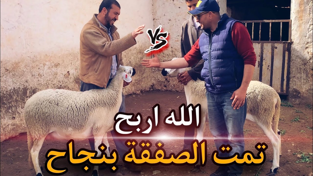 📣الحولية الملكية عند يحيى ابن الرضى❤️ او هذي هي الصفقة التبادلية 🔁 لي دار مع عبد الحق🎖