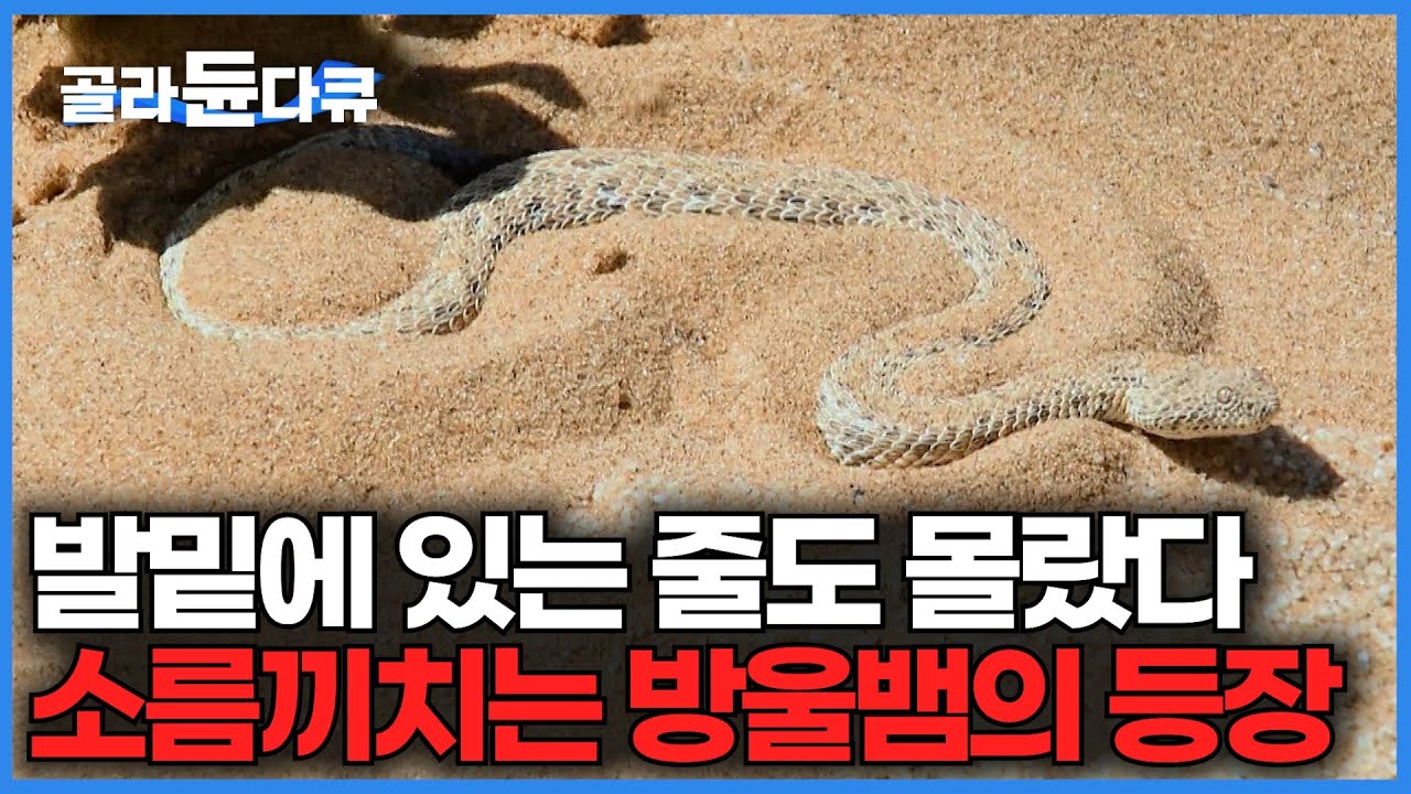 갑자기 발밑에서 살며시 뱀이 나타났다. 사막 한가운데에서도 살아남는 방울뱀의 생존력｜다큐프라임｜#골라듄다큐