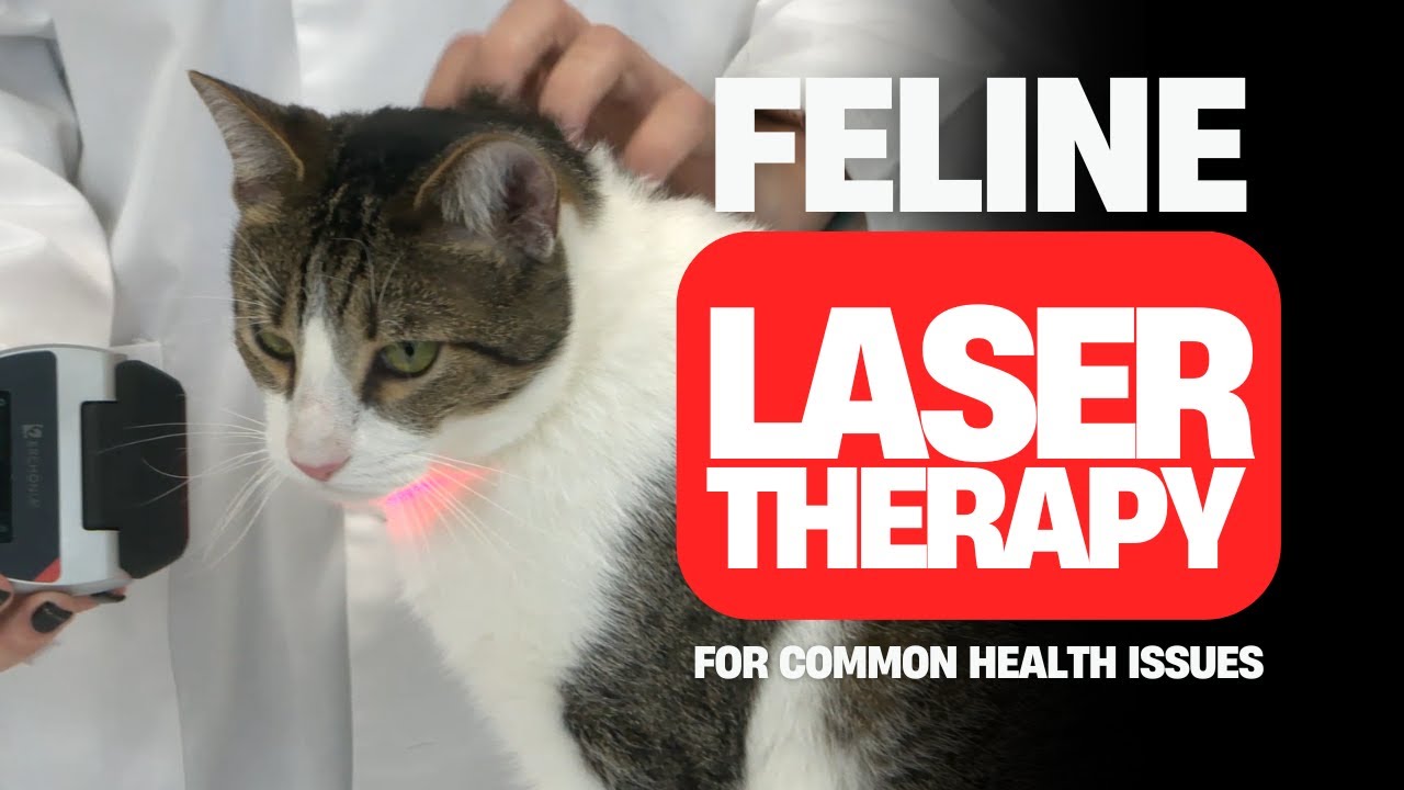 How Laser Therapy Helps With Common Cat Issues - Veterinary Webinar