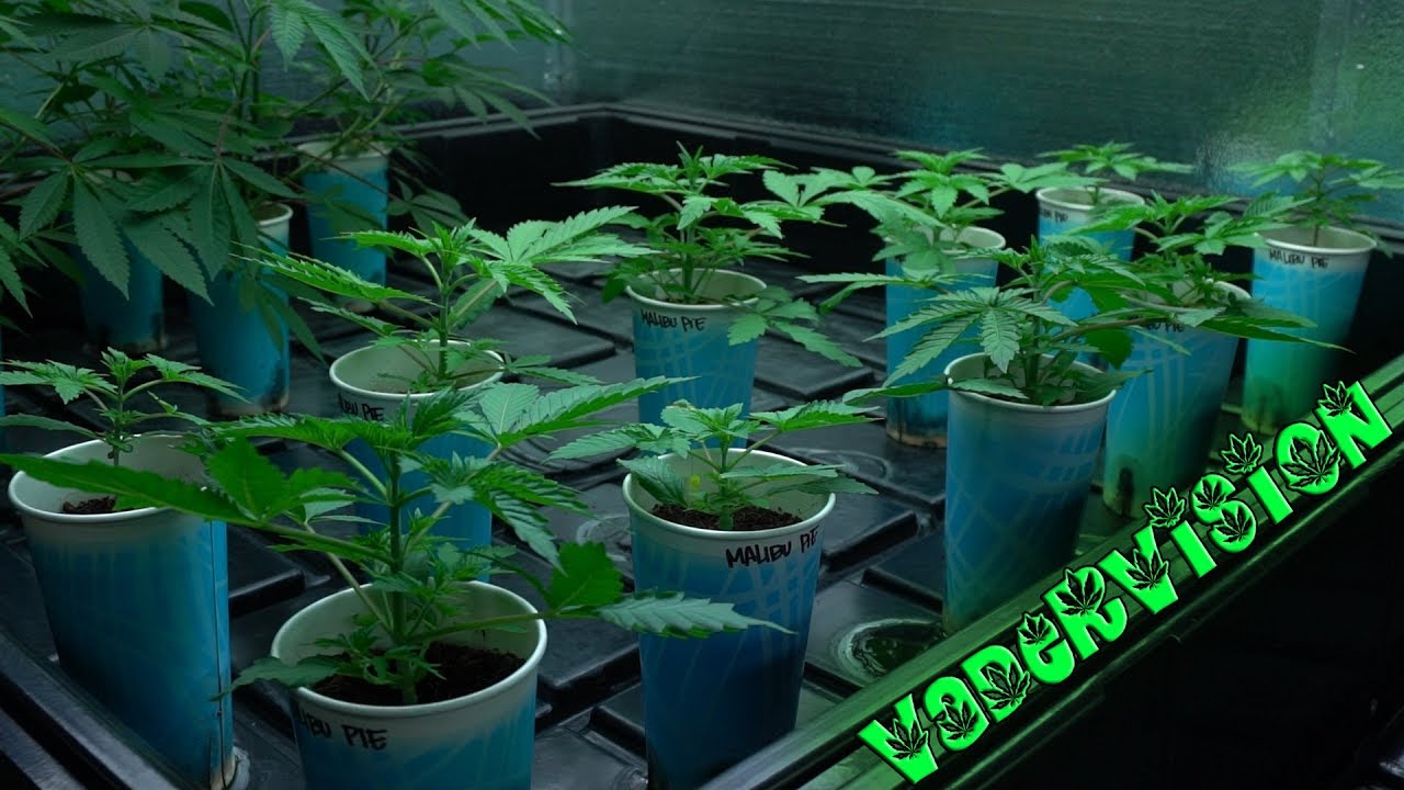 2018 Cali Legal Grow * Day 21 *  Bokashi Juice for Living Soil Microbes