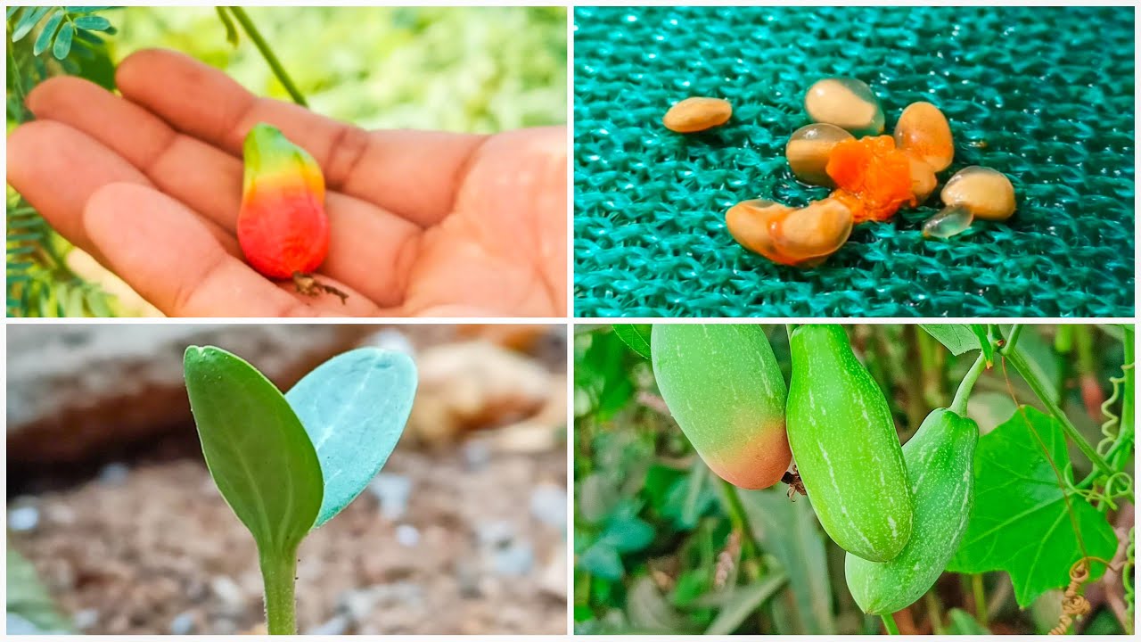 Easy way to grow ivy gourd || kundari ko ugane ka aasan tarika || tindora ugavo saral rite