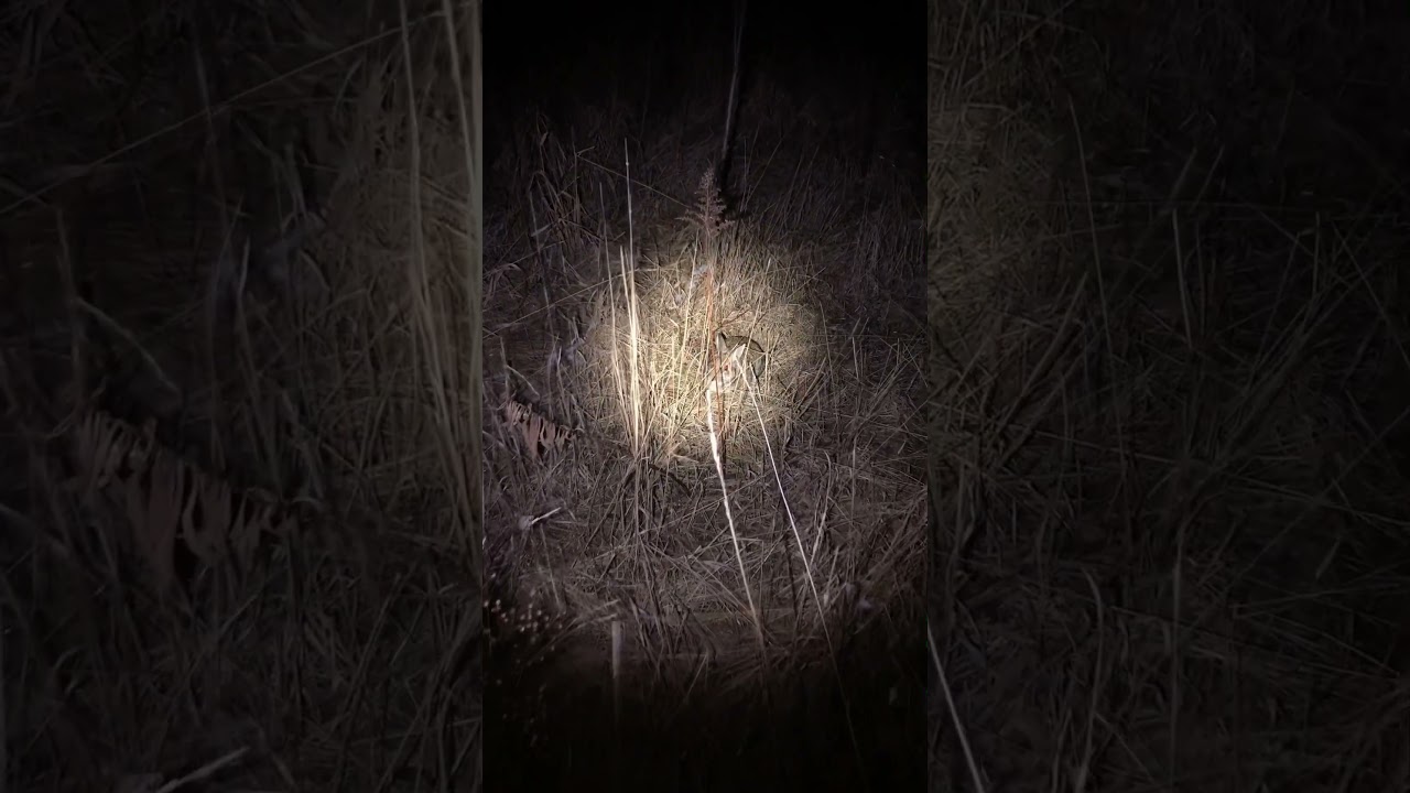 Night Time Cottontail #nature #rabbit