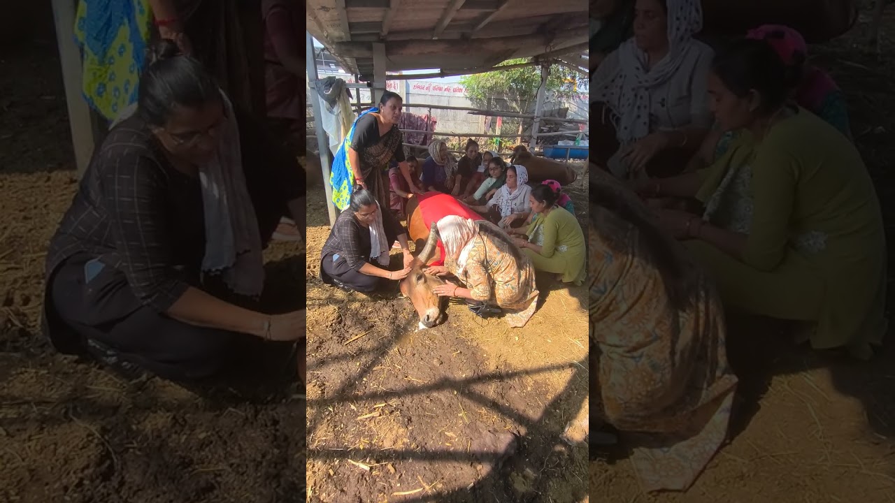 ગાય માતાને શ્રદ્ધાંજલિ 