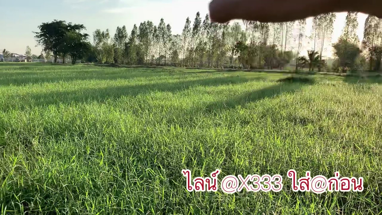 ปลูกหญ้าขนหน้าแล้ง