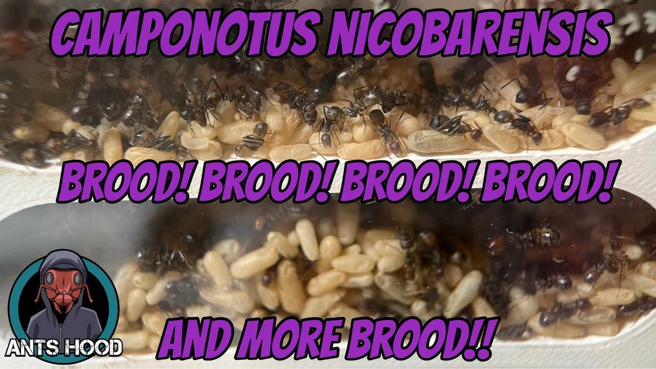 Camponotus nicobarensis, brood! brood! brood! brood! and more brood!