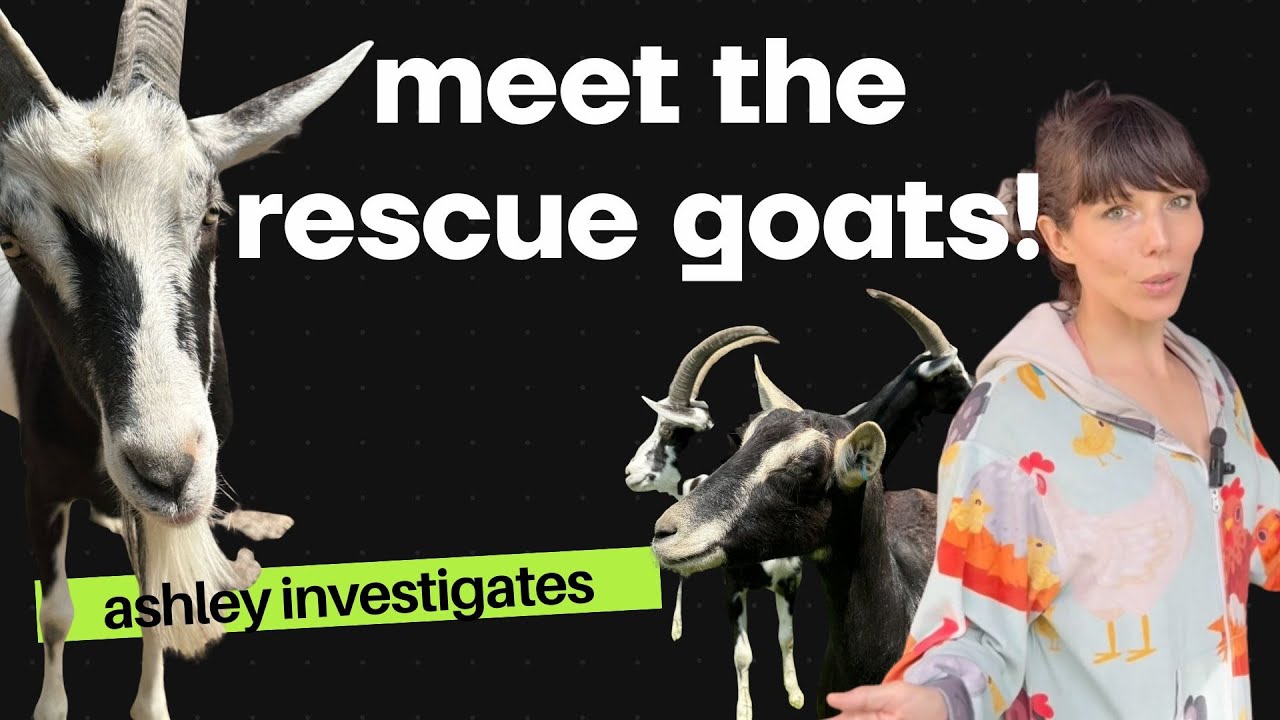 MEET OUR RESCUE GOATS AT THE FARM ANIMAL SANCTUARY!