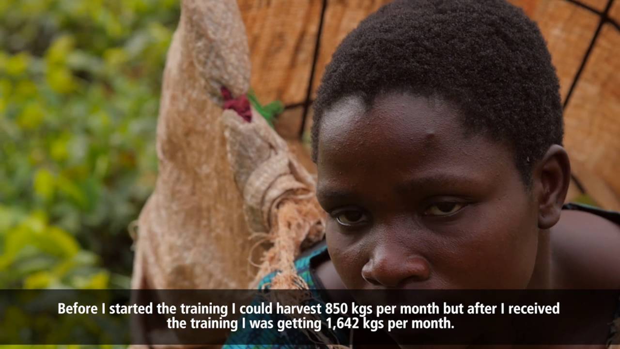 Improving the Livelihoods of Tea Farmers in Malawi