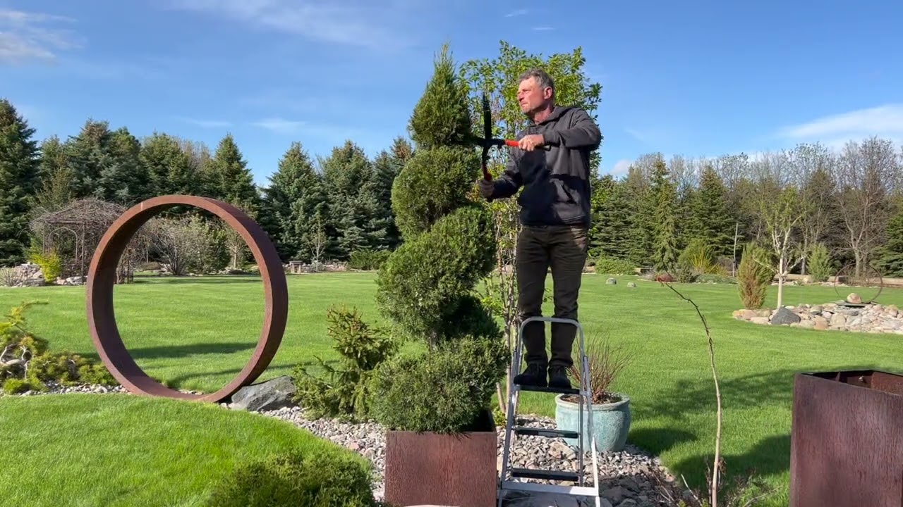 Spiral Juniper: How to Trim and Shape
