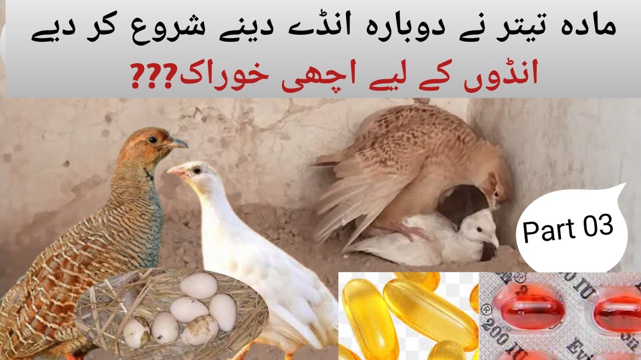 Irani teetar egg season || Teetar ki Breeding Aur Masti ka Nuksha || teetar andon per baithi hai