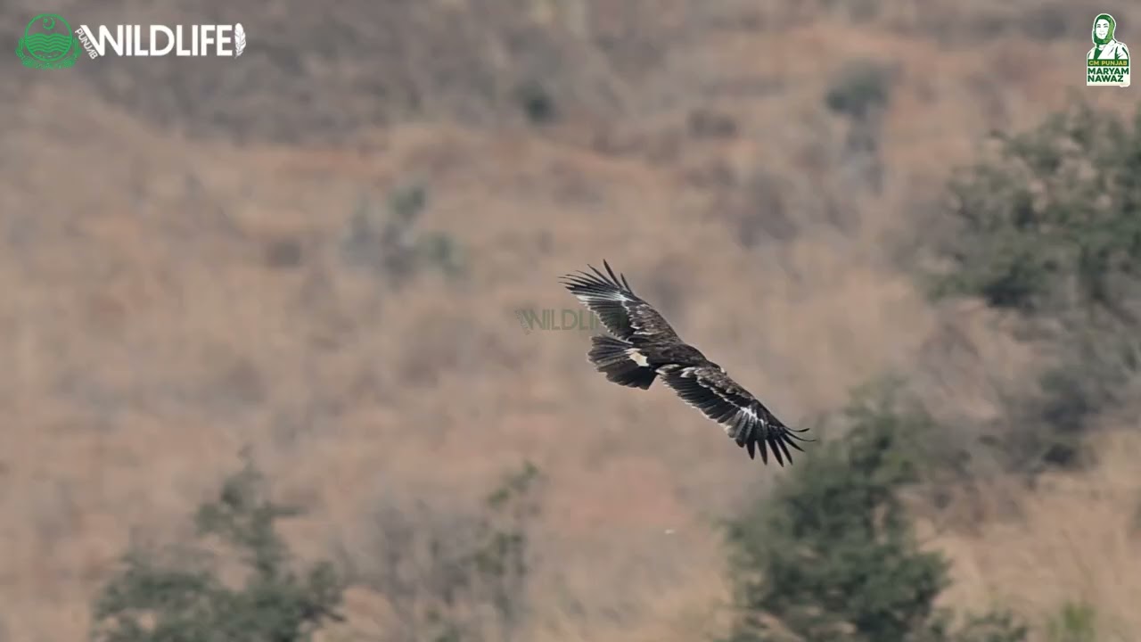 Steppe Eagle Punjab 