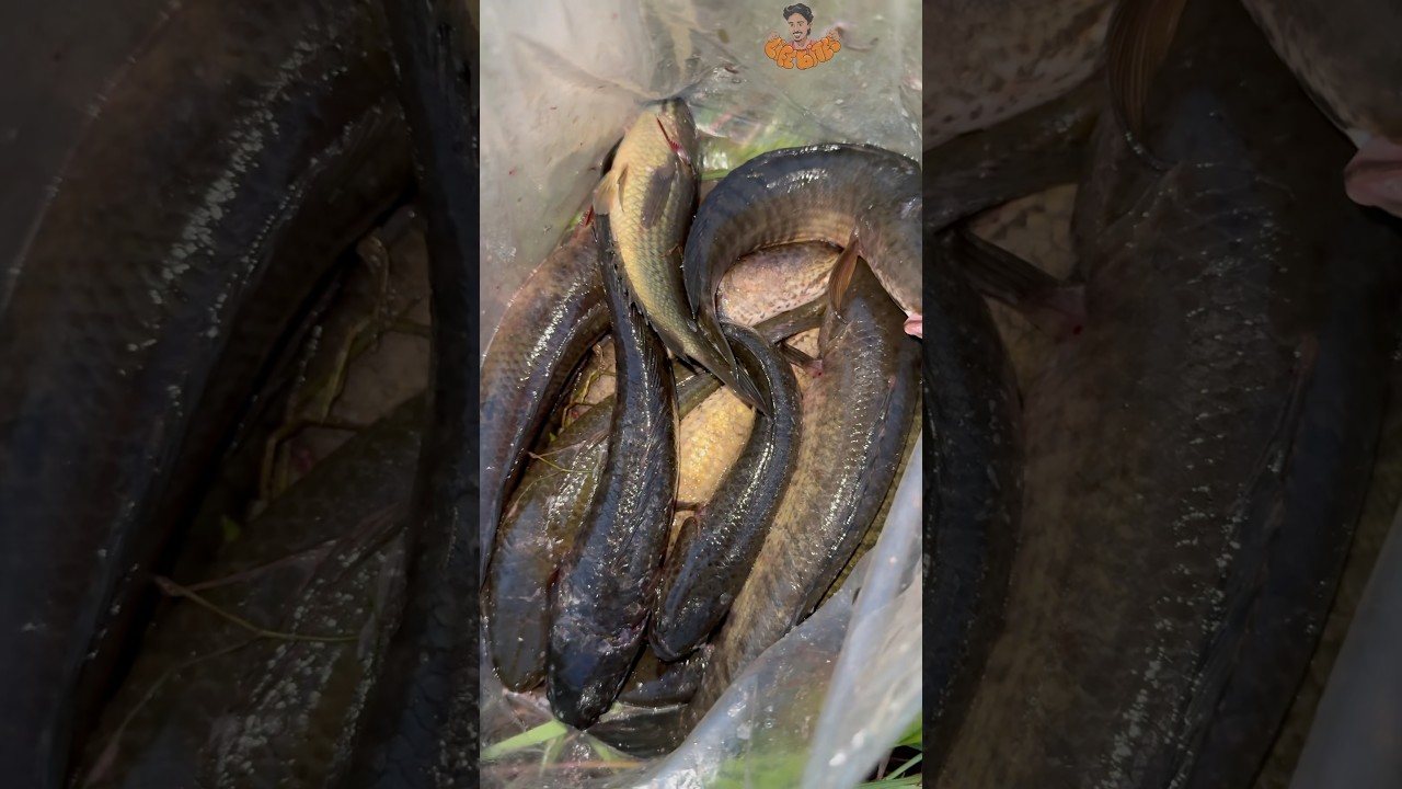 Our നാട്ടിലെ മീൻപിടിത്തം Series Day-27🔥🎣🐟