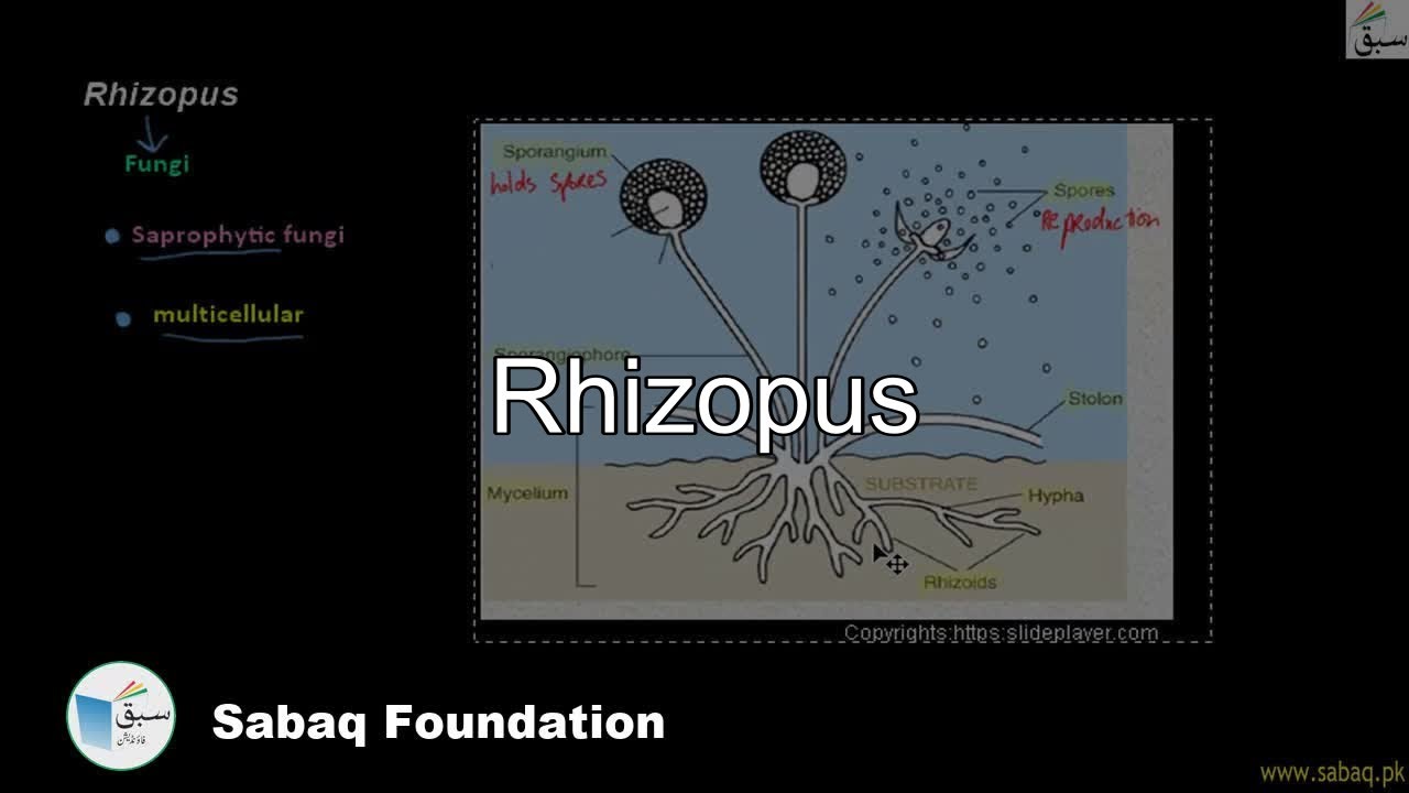 Rhizopus, Biology Lecture | Sabaq.pk