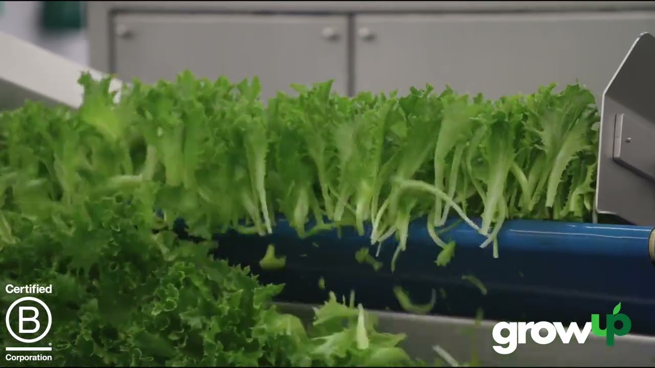 GrowUp: See inside our vertical farm in Kent