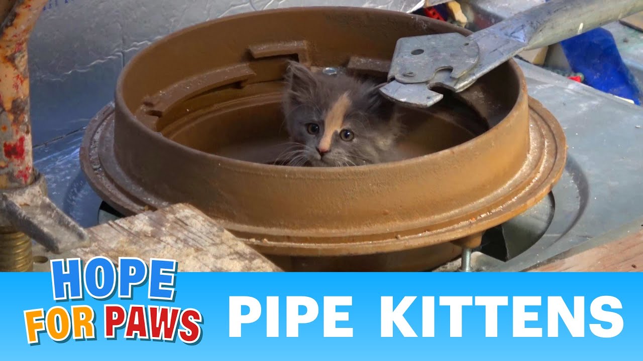 Most STRESSFUL rescue EVER!  When a kitten rescue goes wrong!!! 😰 #kittenrescue
