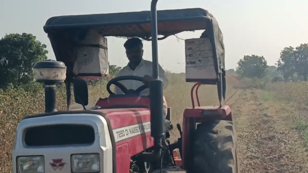 4.5 फुटावरील कपाशी कुट्टी वडगाव