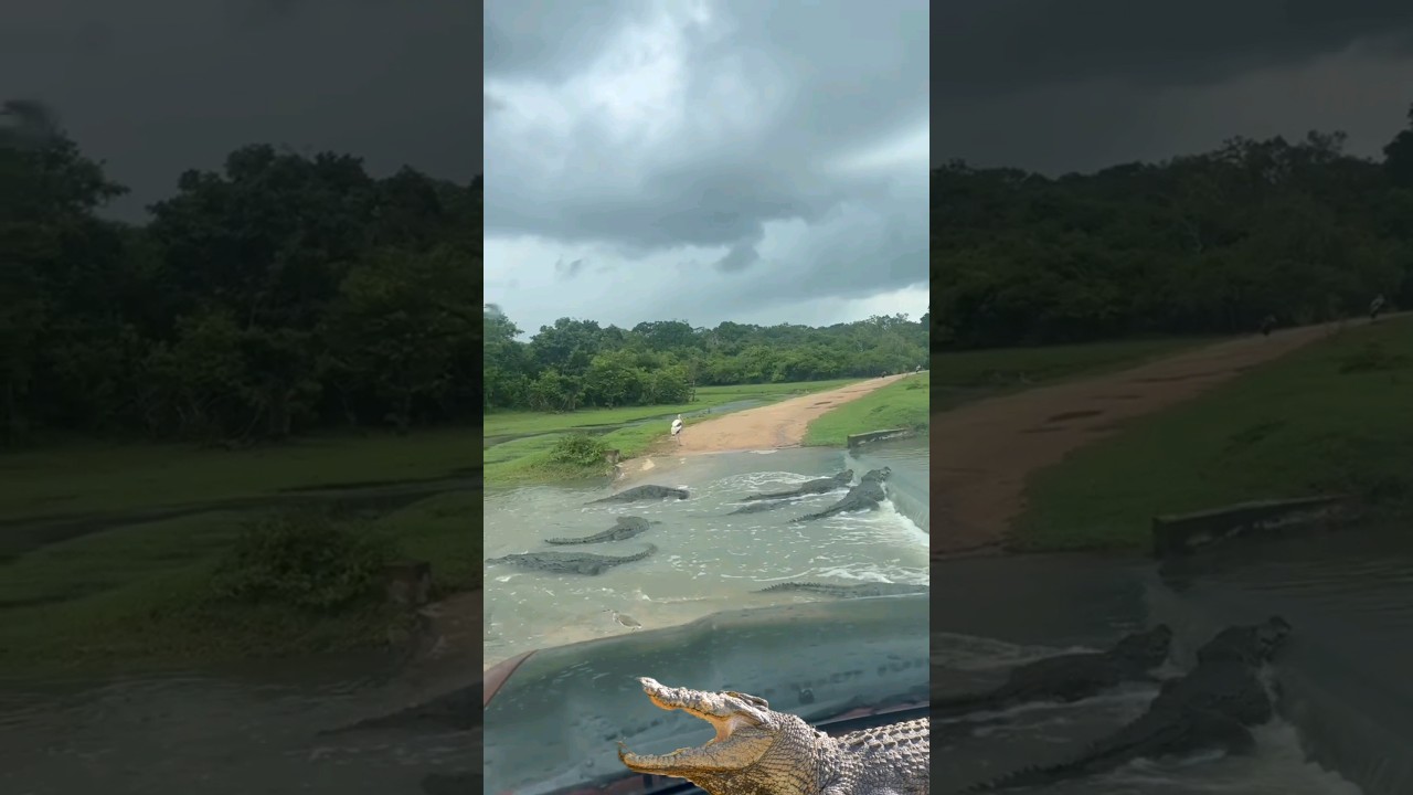 Crocodile Bridge🐊🐊