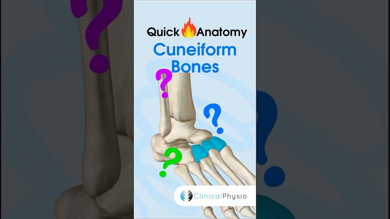 Cuneiform Bones #physicaltherapy #physiotherapy #anatomy #foot #cuneiformbones