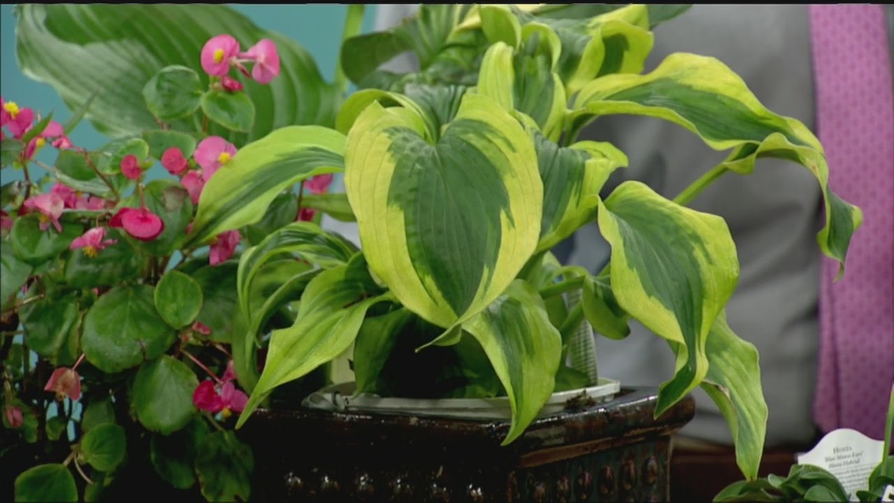 Growing and caring for hosta plants