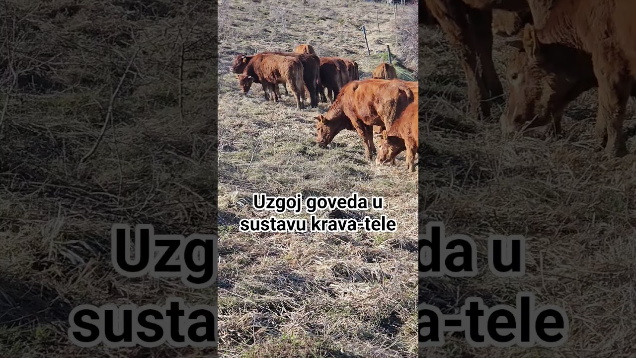 Junice limuzin #limuzin #kravatele