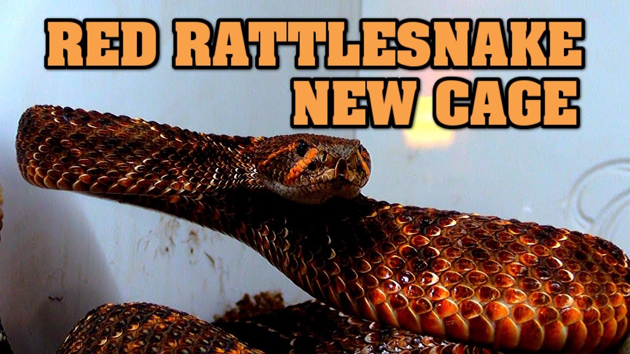 Red western diamondback rattlesnake in her new enclosure! One of a kind!