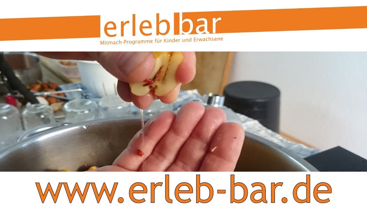 Kleines ABC der Erntehilfen &ndash; Zierquitten ernten, verduften und gelieren