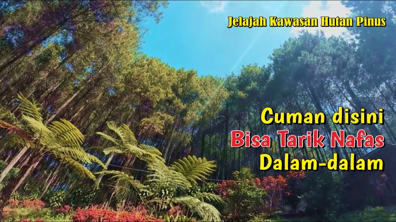 Cuman Disini Bisa Tarik Nafas Dalam-dalam  #Jelajah Kawasan Hutan Pinus