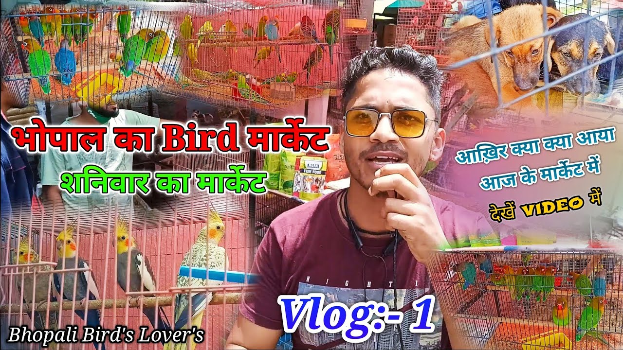 Bhopal Saturday Bird's market// शनिवार भोपाल Bird मार्केट #Bhopalibirdslovers
