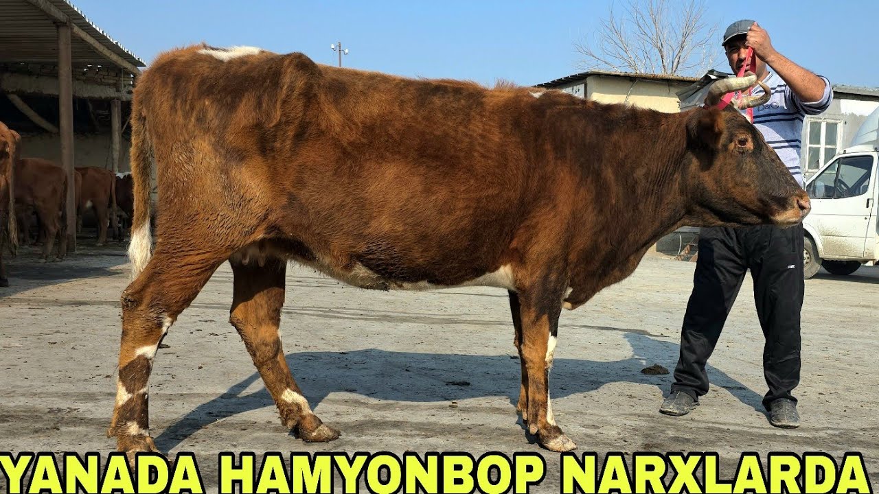 Mahmud akadan yangi partiya hamyonbop narxlarda bo'g'ozlar va mari sigirlar 16-mart, 2026