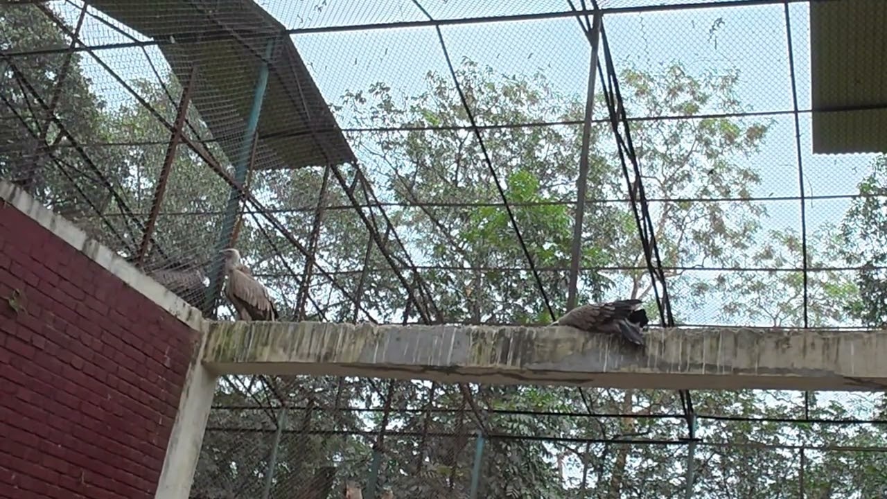 vulture - শকুন  🦅🦅