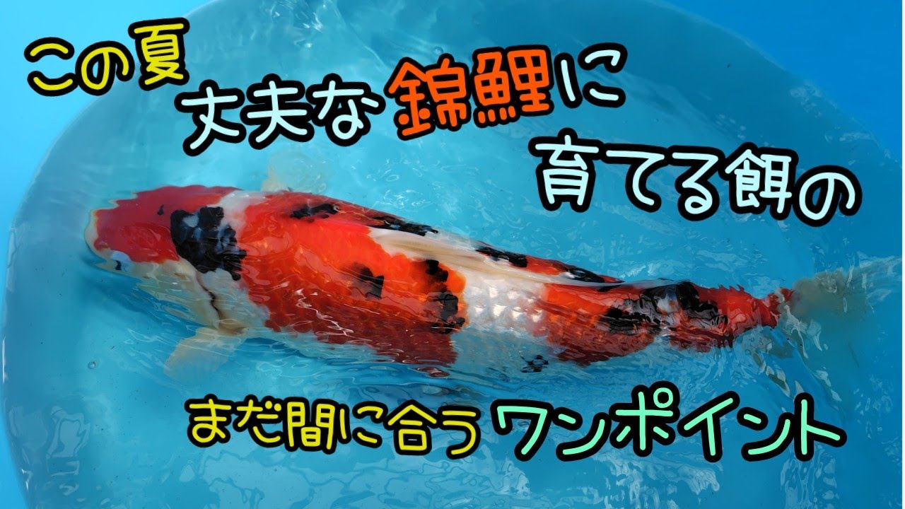 錦鯉飼育 2024.8.15 丈夫な錦鯉に育てる餌の話し