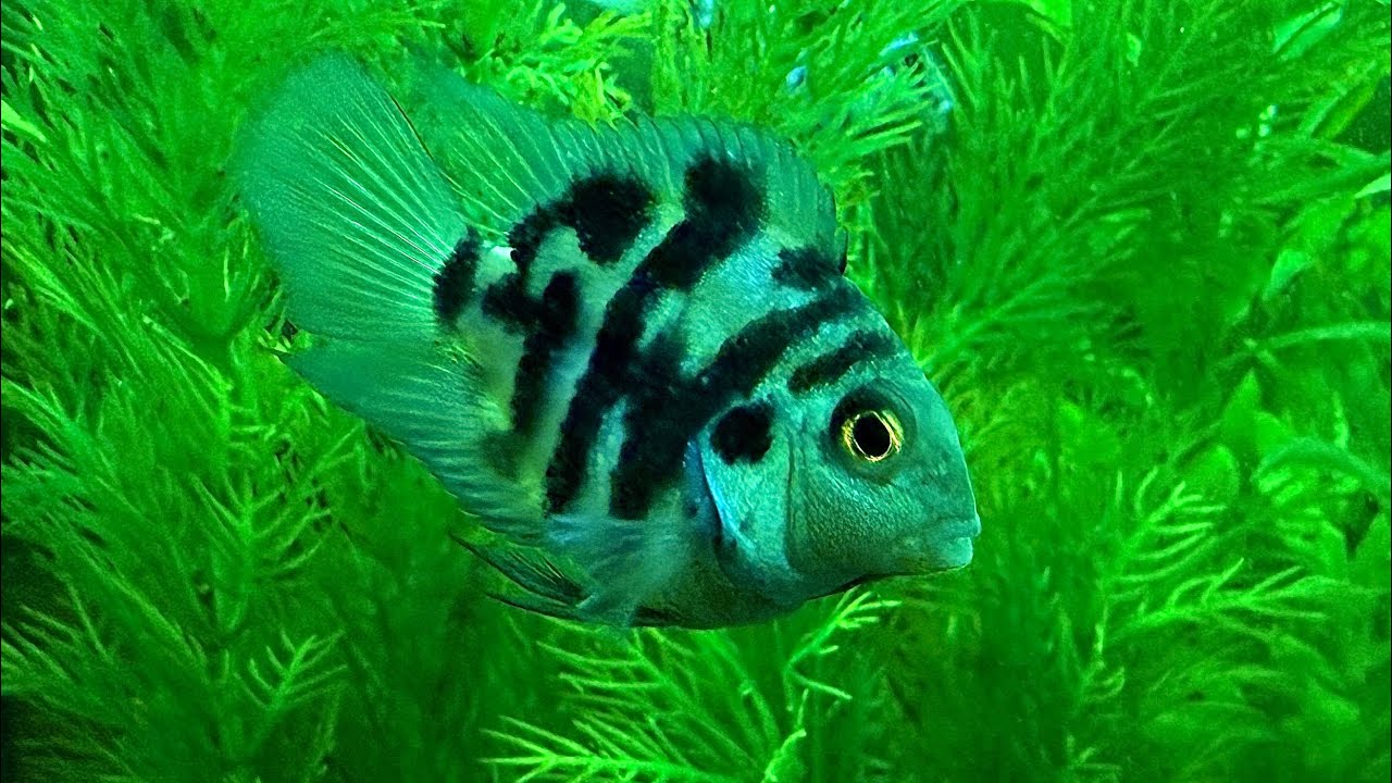 Сапфировой попугай 🐠￼
