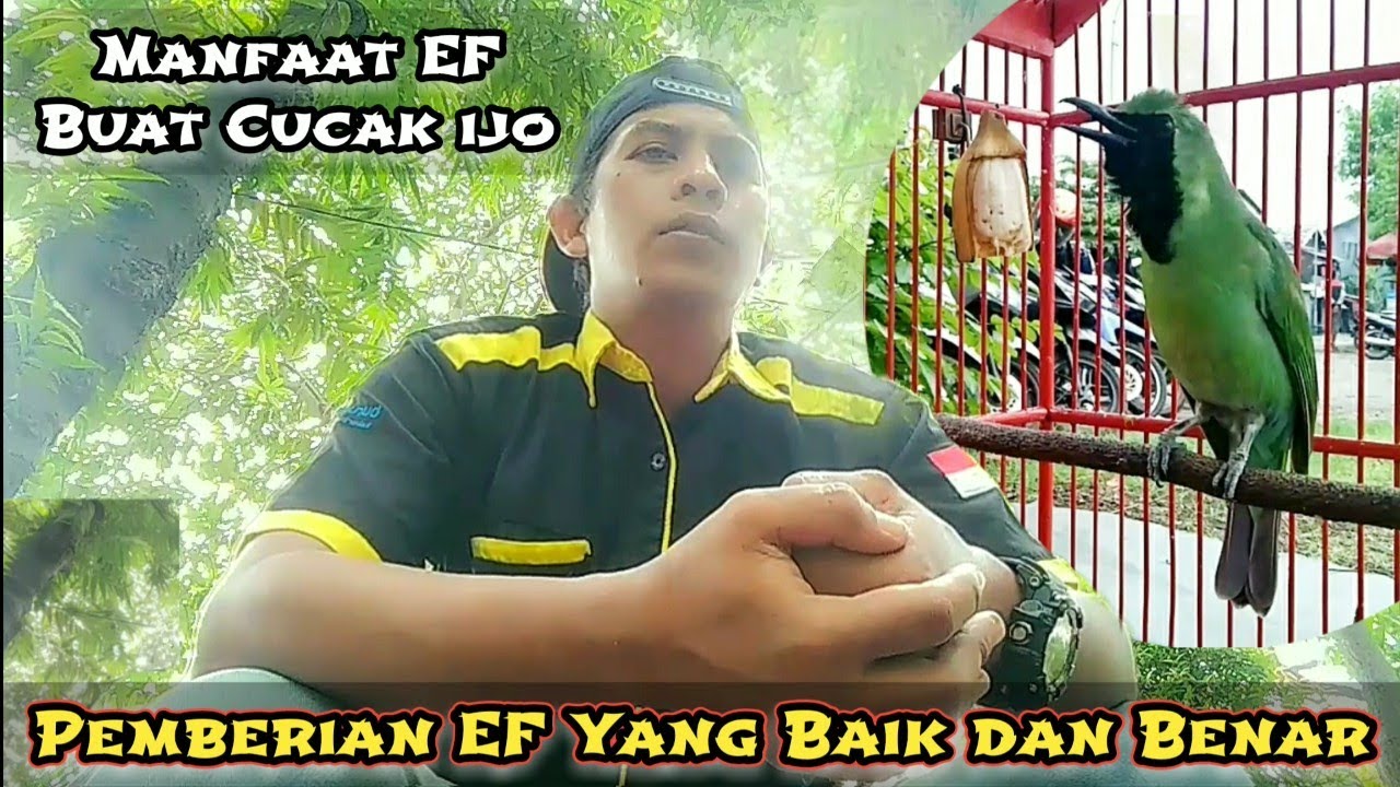 Manfaat EF buat cucak ijo dan pemberian EF yang baik dan benar